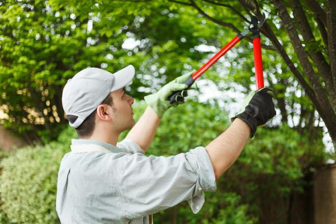 Tree Slashing and trimming Services